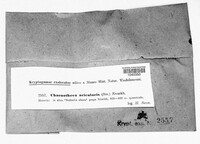 Media resource of Calicium aciculare